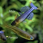 Spotted Blue Eye Rainbowfish  pseudomugil Gertrudae   Trio  1m 2f 