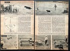 Dewey M Jontz Border Collies 1947 Pictorial    these Dogs Count Sheep    Shepherd