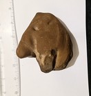 Juvenile Fossil Ornithopod Dinosaur Foot Cast  Nice Rare Example