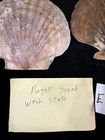 Pecten Caurinus 139 9mm Could  1850 Puget Sound Washington Usa  e547 