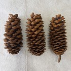 3 Huge 12  Pine Cone Natural Conifer Tree For Crafts Large Display Decor Cones