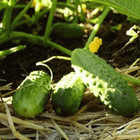 Boston Pickling Cucumber Seeds  Green Prolific  Gherkin  Non-gmo  Free Shipping