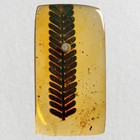 Stunning Leaf Inclusion In Burmese   Burmite Amber Fossil   100  Genuine 