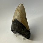 Megalodon Shark Tooth 4 78 Inch - Authentic - Natural Fossil - Carolina 20118