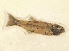 Nice Fins  Two Species  Mioplosus And Knightia Fish Fossils From Wyoming 1313gr