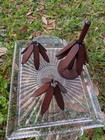 Vintage Mcm Wooden Collapisble Trivet Tree 4 Pc Set Hot Pot Dish Holder Coasters