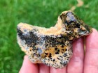 Rough Cheetah Agate   Jasper Stones  Lot Of 7 Pieces  Lapidary  2 Lbs 12 Oz
