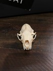 Real Mink Skull Exceptional Condition