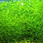 5 Live Nerite Algae Snails   1 Cup Guppy Grass Live Floating Aquarium Plants