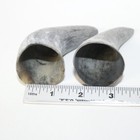 2 Raw Unfinished Cow Horn Tips  8814 Natural Colored