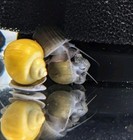5 Live Assorted Brown And Gold Mystery Snails - Freshwater Aquarium Cleaners