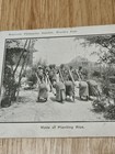 Unposted Souvenir Philippine Exhibit 1904 World s Fair Postcard Planting Rice