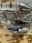 Orthoceras Polished Fossil Plate Approx 12 In X 8 In And 5 Lbs 10 Oz
