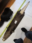 Tanned Otter Pelt With Feet Winter Fur  Good Leather New Shippment