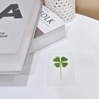 Real Four Leaf Clover Bookmark Preserved Charm Gray 1 Pack Gift For Book Lovers