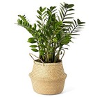 Artera Woven Seagrass Plant Basket - Wicker Belly Basket Planter Medium Natural