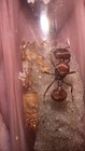 Pogonomyrmex Badius Queen With 1-5w   Florida Harvester Ant  feeder 