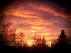 Alaskan Air     Organic     No Smog     Gathered Fresh To Order    