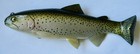 New Old Stock Huddleston Deluxe 8  Trout Soft Swim Bait Rof 5  Fishing Lure