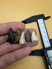 5 Prehistoric Fossil Alligator Teeth - Unique Colors Authentic Fossils