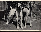 1930s Vintage German Shorthaired Pointer Print German Hunting Dog Gundog 6545g