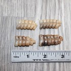 4 Small Rattlesnake Rattles   1567   Taxidermy Diamondback Sidewinder