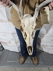 Wild 8 Point Whitetail Deer Antler Rack Horn Skull European Mount Man Cave 