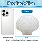 20pcs Extral Large Scallop Shells 5-6 Inch White For Crafts Diy Painting Decoupa