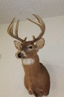 Whitetail Deer Head Shoulder Mount Taxidermy Cape Shed Antler Mule