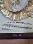 Chambered Tiger Nautilus Striped Seashell Split Sliced Half Framed Box 8 5 X 10 
