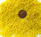 1 4 Pound 8 0 To 9 0 - Sweet Greasy Yellow Seed Antique African Beads Trade V421