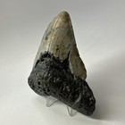 Megalodon Shark Tooth 4 75 Inch Beautiful - Wide Fossil - Authentic Teeth 20078