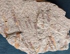 Detailed Ascocystites Sp  Echinoid Plate  Lower Ordovician el Kaid Rami  Morocco