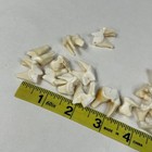 Lot Of 20 Real Coyote Molars Teeth Taxidermy Art Weird Odd Project Unqiue   1682