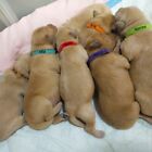 20 Pcs Puppy Collar Soft Adjustable Identification Whelping Collars For Newborn