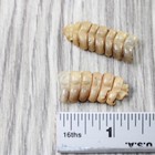 2 Small Rattlesnake Rattles   2057    Taxidermy Diamondback Sidewinder