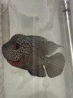 Flowerhorn Cichlid Live Freshwater Tropical Aquarium Fish - Aggressive 4 Inches
