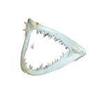 1pcs Real Skull Anglerfish Fish Mouth Bone Skull Animal Skull Specimen