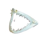 1pcs Real Skull Anglerfish Fish Mouth  Skull Animal Skull Specimen