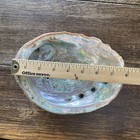 Large Abalone Shell Natural Beach Worn Craft 8-9 In  Color Condition Size Varies