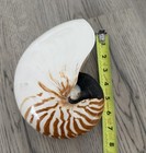 Tiger Chambered Nautilus Shell 7 5    Natural Coastal Nautical Beach Ocean Decor