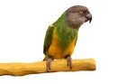 Grooming Geo Nu Perch For African Grey  Amazon  Cockatoo  Eclectus  Conure