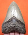 Megalodon Shark Tooth Real Fossil 3 89  - Serrated Shark Teeth - No Restorations