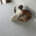 Taxidermy Goat Ram Sheep Skull With Horns Mount  Unique Oddity Decor Goth