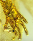 Burmite Fossil Cretaceous Amber Lizard Insect Claws Burmese Fossil Amber Myanmar