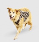 Hyde   Eek  Boutique Dog Costume Xl Leopard Print Hoodie Halloween New