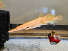 Live Tropical Fish- Golden Albino  Alligator Gar Fish  5 5-6 5 