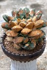 11cm Live House Plant Ariocarpus Fis Hybird  godzilla  Wysiwyg Roots A Little