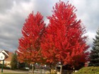 Red Maple  Acer Rubrum   northern Source  Tree Seeds