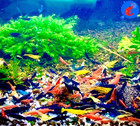     20  Mixed Color Neocaridina Shrimp Live Freshwater Aquarium Inverts Live Arriv